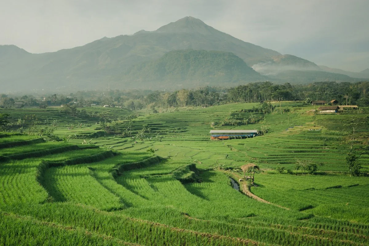 Green rice terraces and a mountain in Java